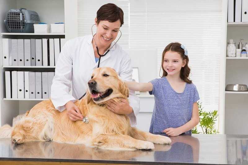Understanding Emergency Veterinary Care: A Comprehensive Guide